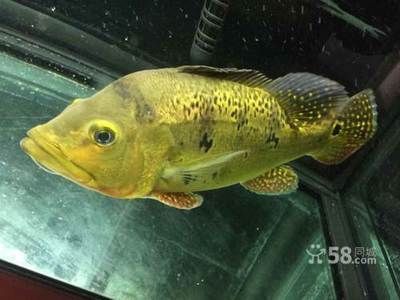 金龍魚爛背【金龍魚爛背可能由多種因素導致】