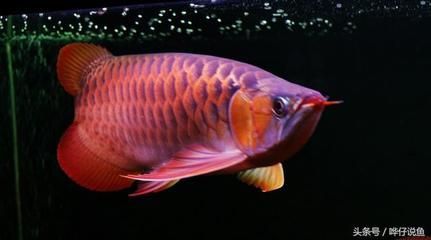 金龍魚爛背【金龍魚爛背可能由多種因素導致】