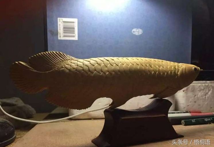 金龍魚爛背【金龍魚爛背可能由多種因素導致】