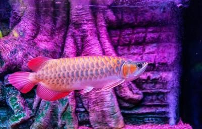 龍魚肚子鼓食欲特別大的應(yīng)對措施（面對龍魚肚子鼓食欲特別大，龍魚肚子鼓食欲特別大的情況）