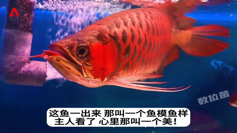 金龍魚美容為什么拔掉魚鱗