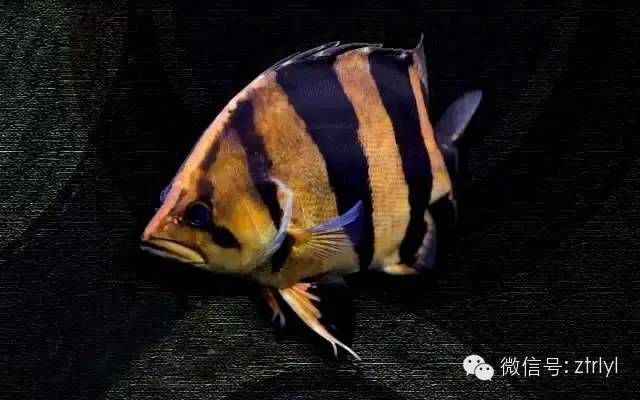 改善水質防止鯨魚蒙眼病:通過改善水質來防止鯨魚蒙眼病的方法 龍魚百科 第5張 改善水質防止鯨魚蒙眼病:通過改善水質來防止鯨魚蒙眼病的方法 改善水質防止鯨魚蒙眼病:通過改善水質來防止鯨魚蒙眼病的方法 龍魚百科 第5張