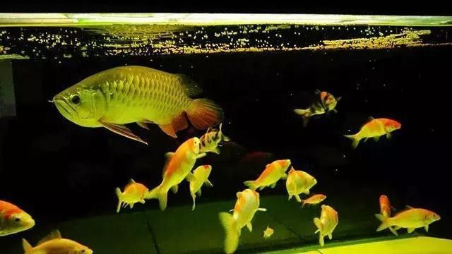 龍魚能吃錦鯉的魚糧嗎