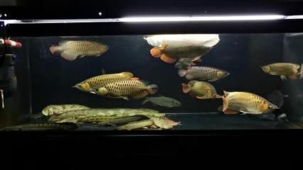 龍魚和翹嘴：龍魚與翹嘴魚的區別