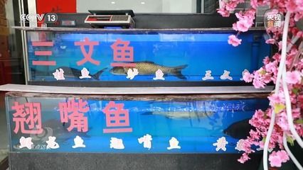 龍魚和翹嘴：龍魚與翹嘴魚的區別