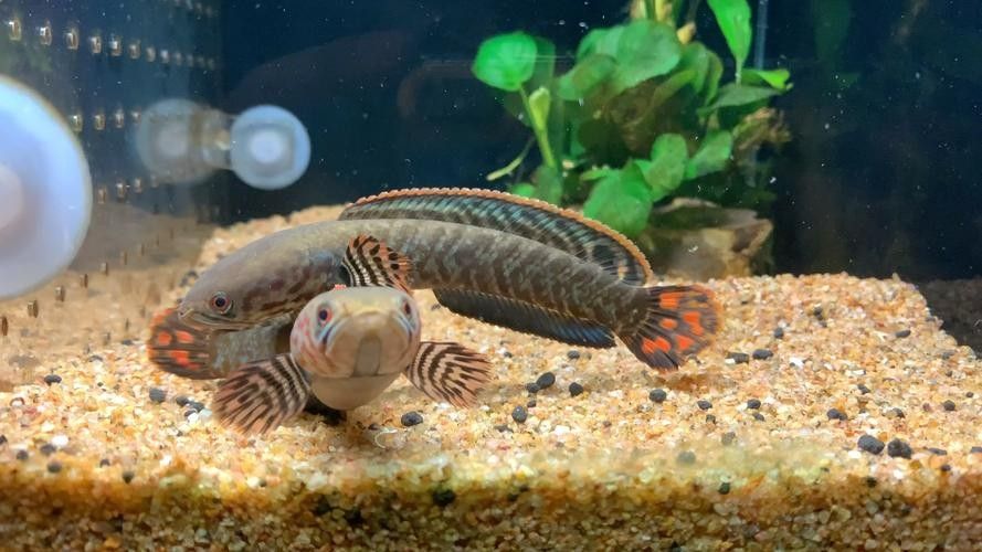 雷龍魚是什么樣的品種圖片大全
