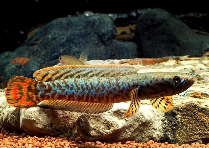 雷龍魚是什么樣的品種圖片大全