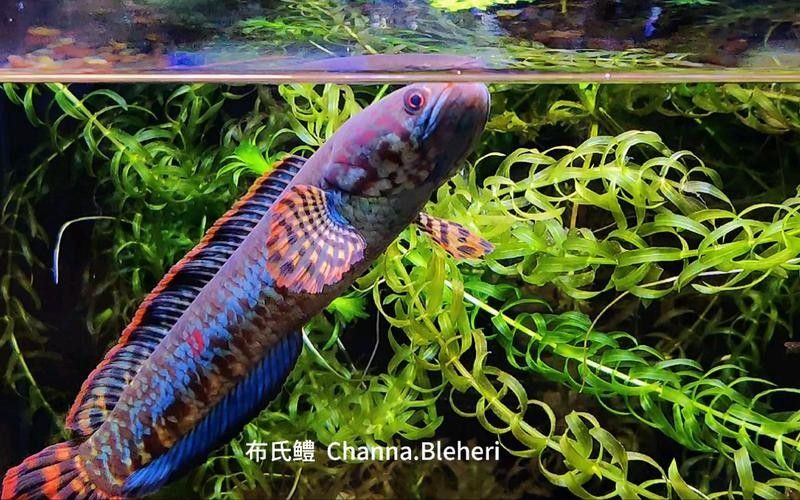 雷龍魚是什么樣的品種圖片大全