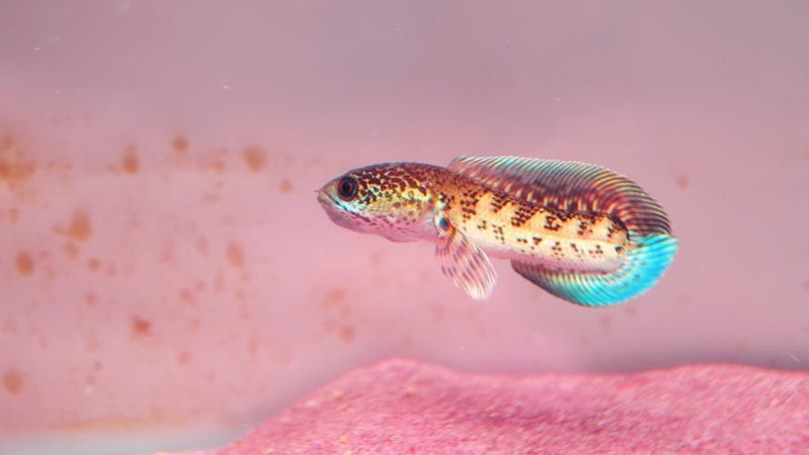 雷龍魚是什么樣的品種圖片大全
