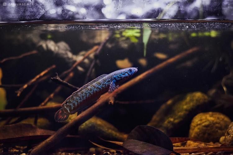 雷龍魚是什么樣的品種圖片大全