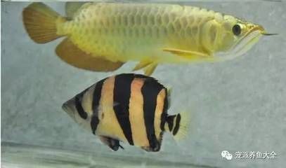 一條龍魚一條虎魚什么寓意（龍魚與虎魚的組合不僅在觀賞上具有獨特的魅力）