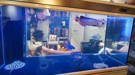龍魚交流群（龍魚交流群是一個專門為龍魚愛好者和養魚人士建立的線上交流平臺）