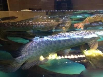 龍魚交流群（龍魚交流群是一個專門為龍魚愛好者和養魚人士建立的線上交流平臺）