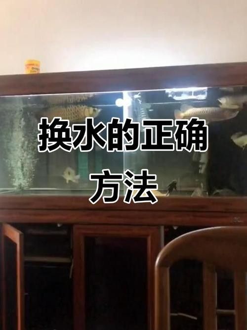 龍魚魚缸換水的正確方法