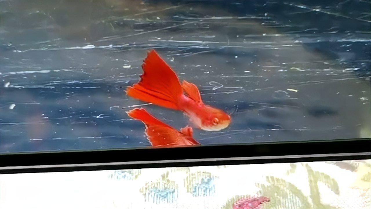 如何判斷魚爛尾是否感染？
