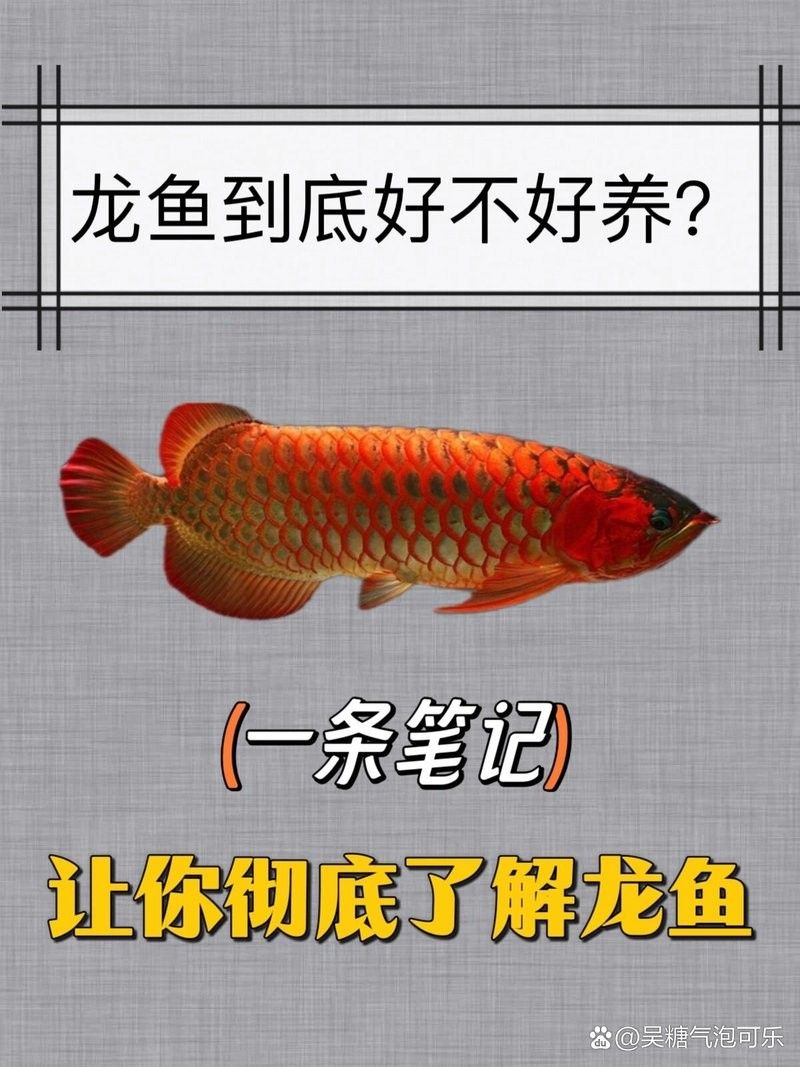 龍魚好養不