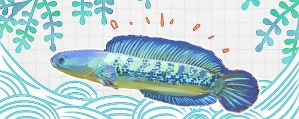 奶茶雷龍魚需要加熱棒嗎：奶茶雷龍魚需要加熱棒嗎，