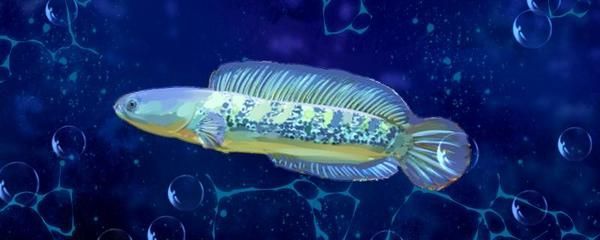 奶茶雷龍魚需要加熱棒嗎：奶茶雷龍魚需要加熱棒嗎，