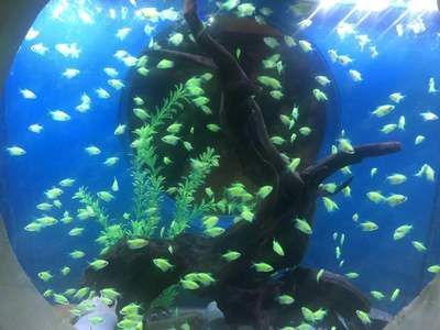 南京水族館（南京海底世界的特色動(dòng)物）