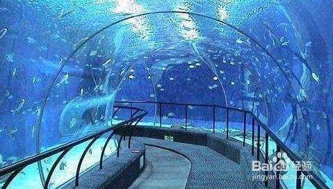 南京水族館（南京海底世界的特色動(dòng)物）
