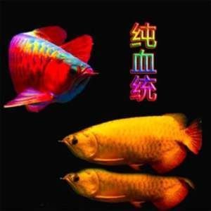 怎么挑選小紅龍魚苗：怎么挑選小紅龍魚苗，