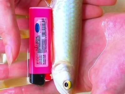 怎么挑選小紅龍魚苗：怎么挑選小紅龍魚苗，