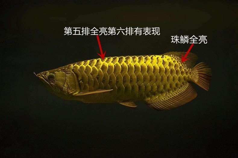龍魚珠鱗什么時候長全（龍魚珠鱗什么時候長全龍魚的珠鱗在成年后會逐漸長全）