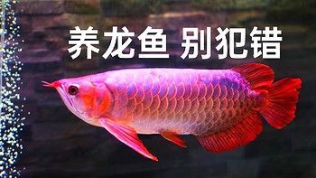 養龍魚的危害：養龍魚的危害主要體現在以下幾個方面