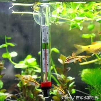 魚苗投喂頻率調整方法：如何判斷魚苗飽食程度，魚苗投喂量控制方法
