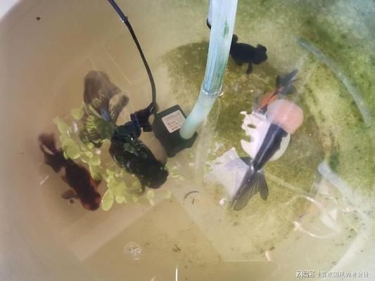 魚苗投喂頻率調整方法：如何判斷魚苗飽食程度，魚苗投喂量控制方法
