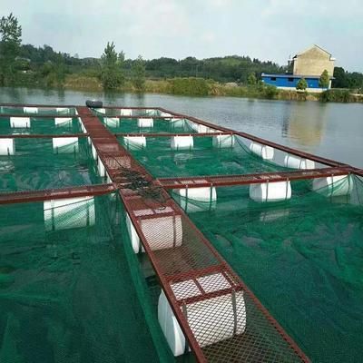 魚苗投喂頻率調整方法：如何判斷魚苗飽食程度，魚苗投喂量控制方法