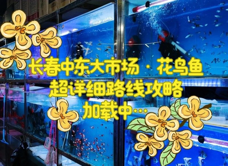 長春龍魚批發市場在哪里啊多少錢