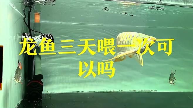 過(guò)背金龍多久喂一次？