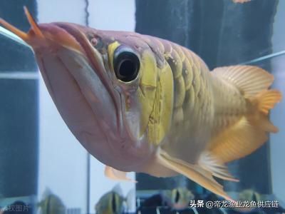 養龍魚成本高嗎（養龍魚的成本主要包括以下幾個方面，養龍魚的成本是較高的）
