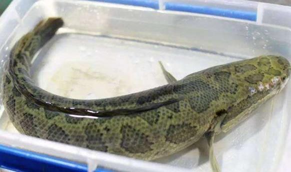 雷龍魚身上有白霜怎么治，雷龍魚水質改善的具體步驟