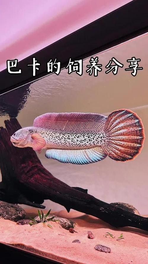 雷龍魚什么品種最貴的