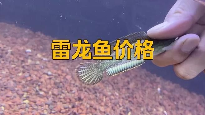 雷龍魚什么品種最貴的