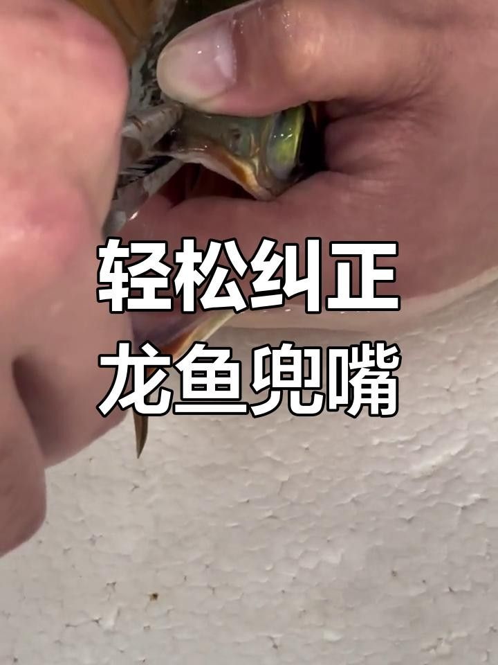龍魚兜嘴能自然恢復嗎？