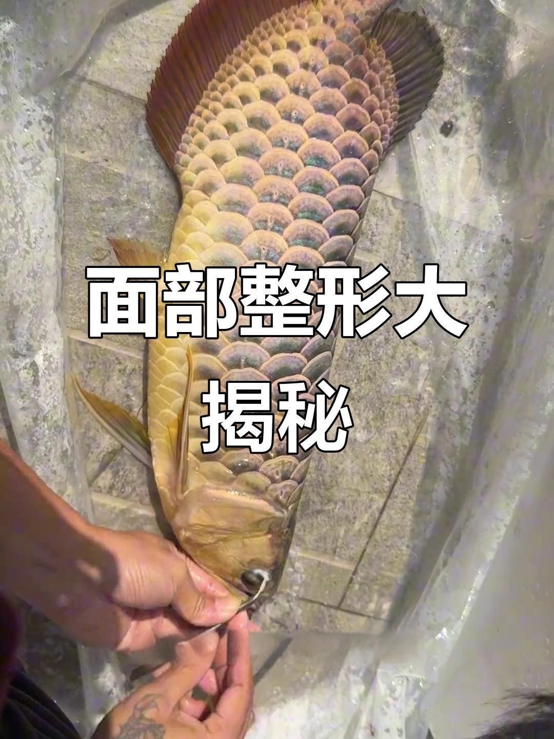 龍魚兜嘴能自然恢復嗎？