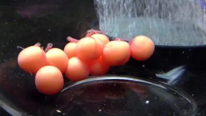金龍魚卵怎么繁殖：關于金龍魚的繁殖方式的詳細解釋