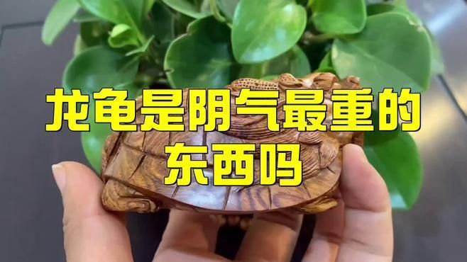龍龜可以鎮宅辟邪嗎？