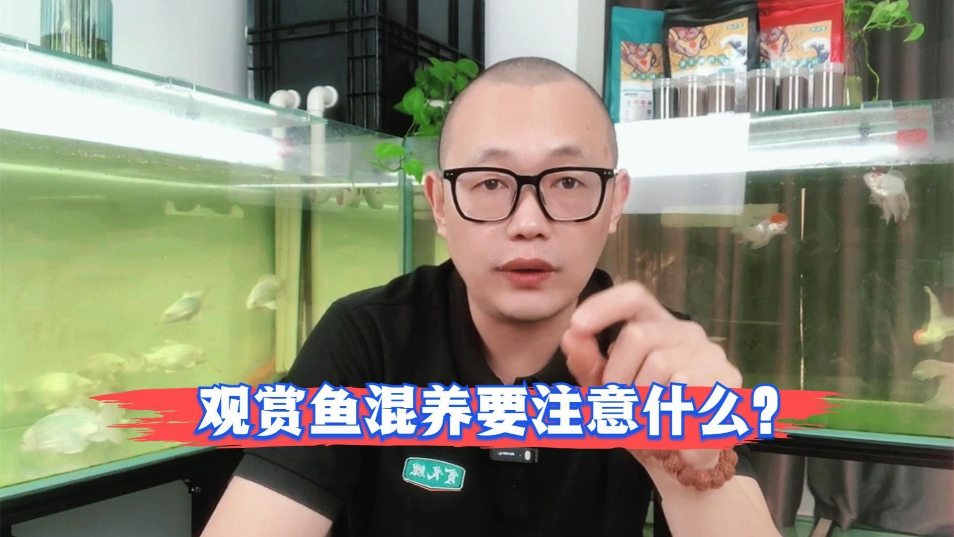 如何判斷哪種魚適合混養