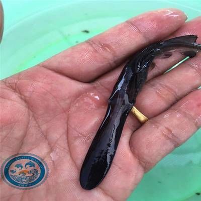 鴨嘴魚苗日常健康管理要點：如何判斷鴨嘴魚苗健康狀況，鴨嘴魚苗飼料選擇指南，鴨嘴魚苗常見疾病防治方法