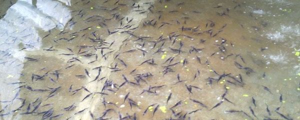 鴨嘴魚苗日常健康管理要點：如何判斷鴨嘴魚苗健康狀況，鴨嘴魚苗飼料選擇指南，鴨嘴魚苗常見疾病防治方法