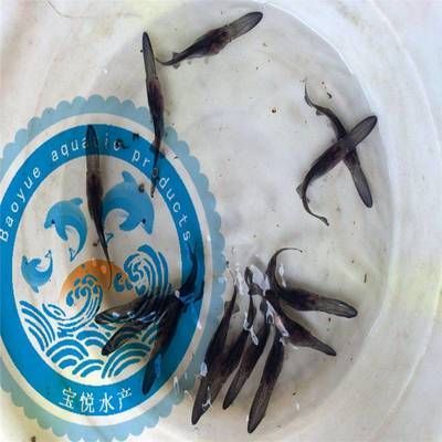 鴨嘴魚苗日常健康管理要點：如何判斷鴨嘴魚苗健康狀況，鴨嘴魚苗飼料選擇指南，鴨嘴魚苗常見疾病防治方法