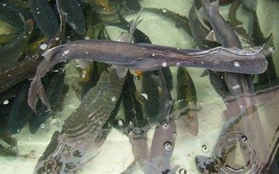 鴨嘴魚苗日常健康管理要點:如何判斷鴨嘴魚苗健康狀況,鴨嘴魚苗飼料選擇指南,鴨嘴魚苗常見疾病防治方法 龍魚百科 第4張 鴨嘴魚苗日常健康管理要點:如何判斷鴨嘴魚苗健康狀況,鴨嘴魚苗飼料選擇指南,鴨嘴魚苗常見疾病防治方法 鴨嘴魚苗日常健康管理要點:如何判斷鴨嘴魚苗健康狀況,鴨嘴魚苗飼料選擇指南,鴨嘴魚苗常見疾病防治方法 龍魚百科 第4張