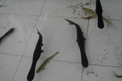 鴨嘴魚苗日常健康管理要點:如何判斷鴨嘴魚苗健康狀況,鴨嘴魚苗飼料選擇指南,鴨嘴魚苗常見疾病防治方法 龍魚百科 第5張 鴨嘴魚苗日常健康管理要點:如何判斷鴨嘴魚苗健康狀況,鴨嘴魚苗飼料選擇指南,鴨嘴魚苗常見疾病防治方法 鴨嘴魚苗日常健康管理要點:如何判斷鴨嘴魚苗健康狀況,鴨嘴魚苗飼料選擇指南,鴨嘴魚苗常見疾病防治方法 龍魚百科 第5張