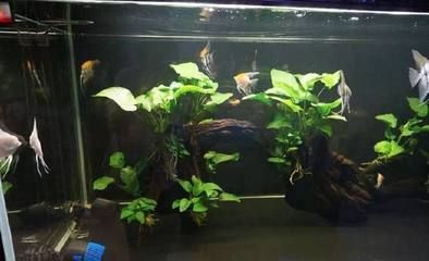 養龍魚的注意事項：養龍魚需要注意以下幾個方面