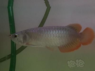 龍魚發色用什么藥（龍魚專用藥水品牌對比甲氧芐啶）