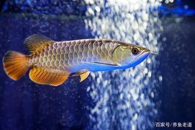 龍魚懷孕什么樣：龍魚在懷孕期間會表現出一些特定的癥狀